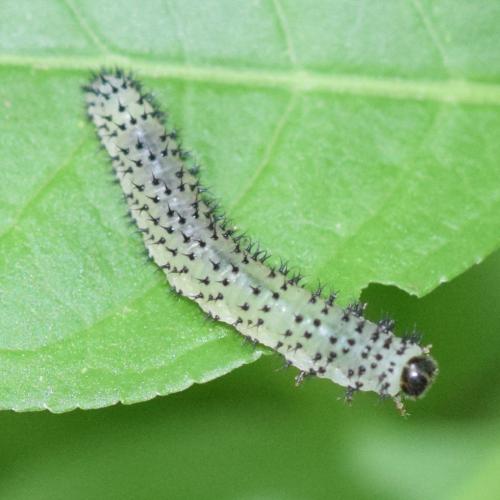 Réf. 310 613 : Periclista albida